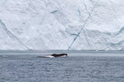 Gliding along the glacier