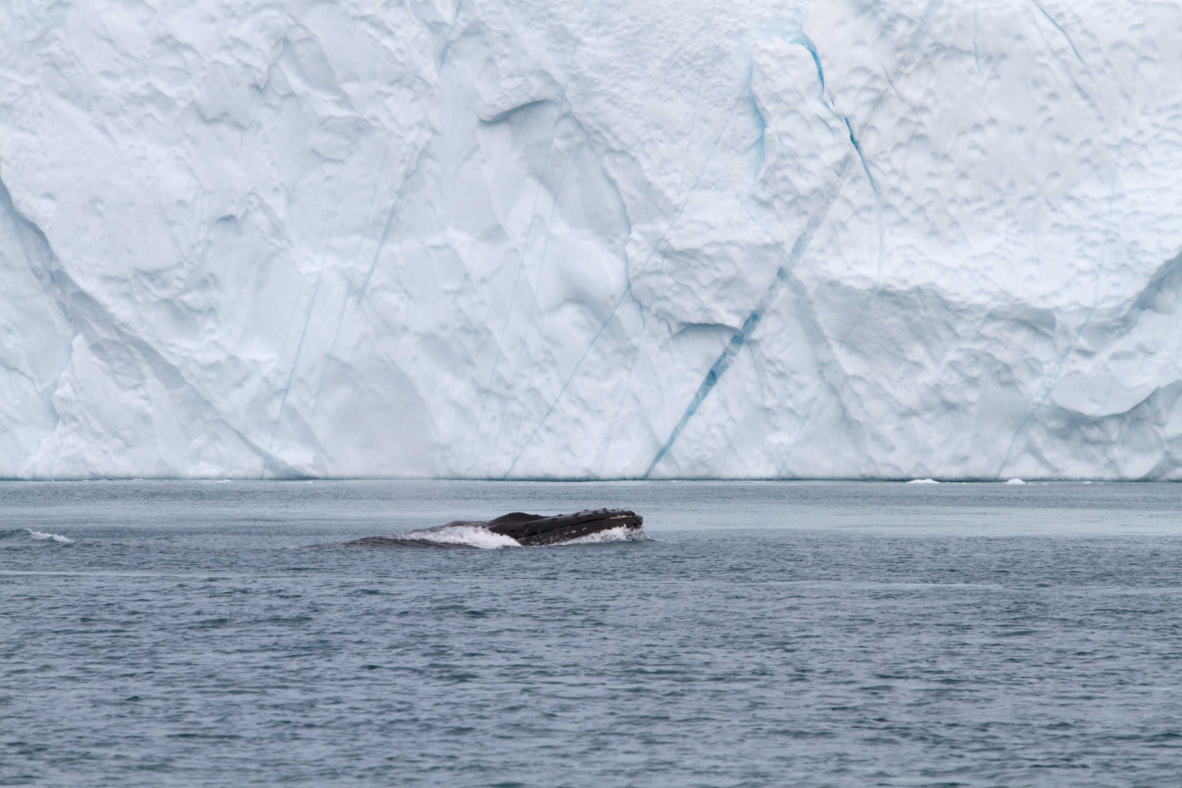 Gliding along the glacier