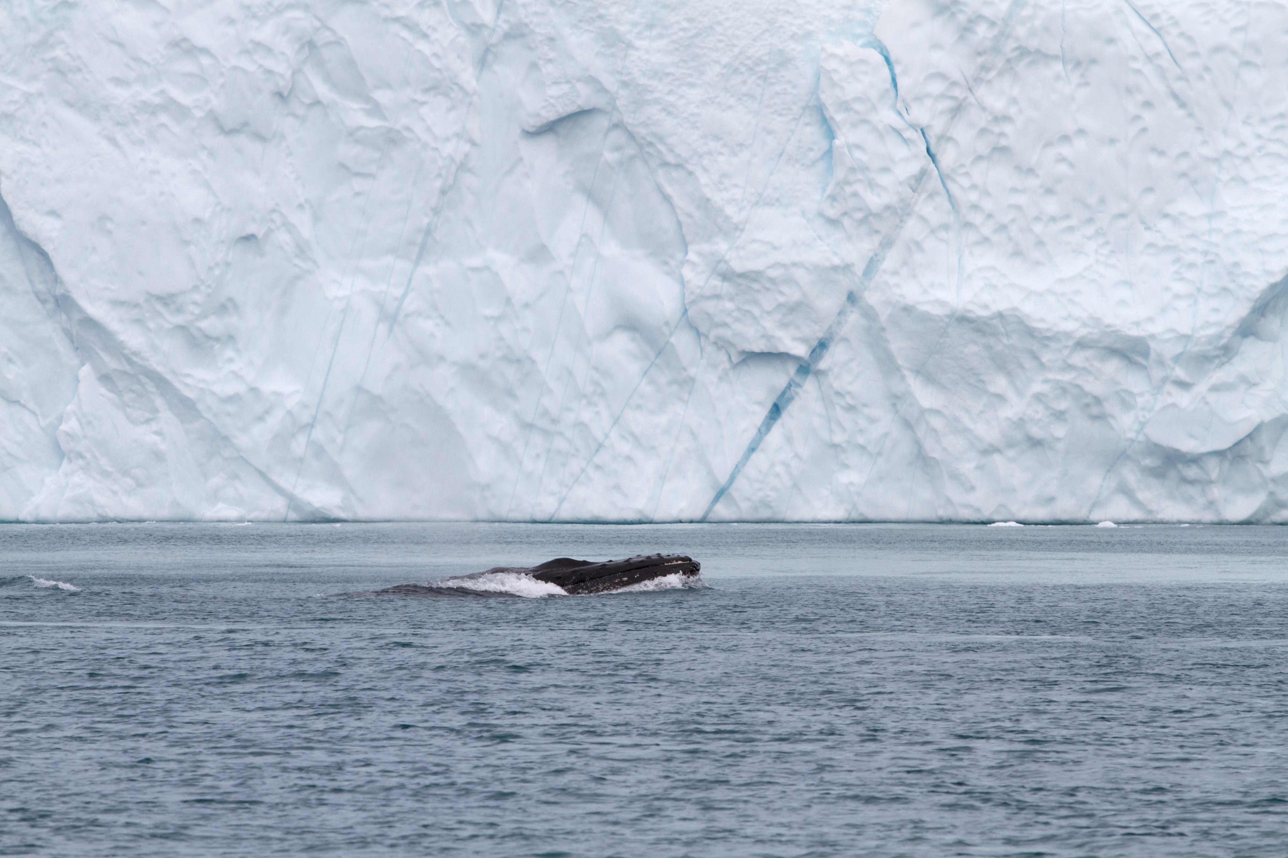 Gliding along the glacier