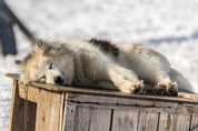 A well-deserved nap