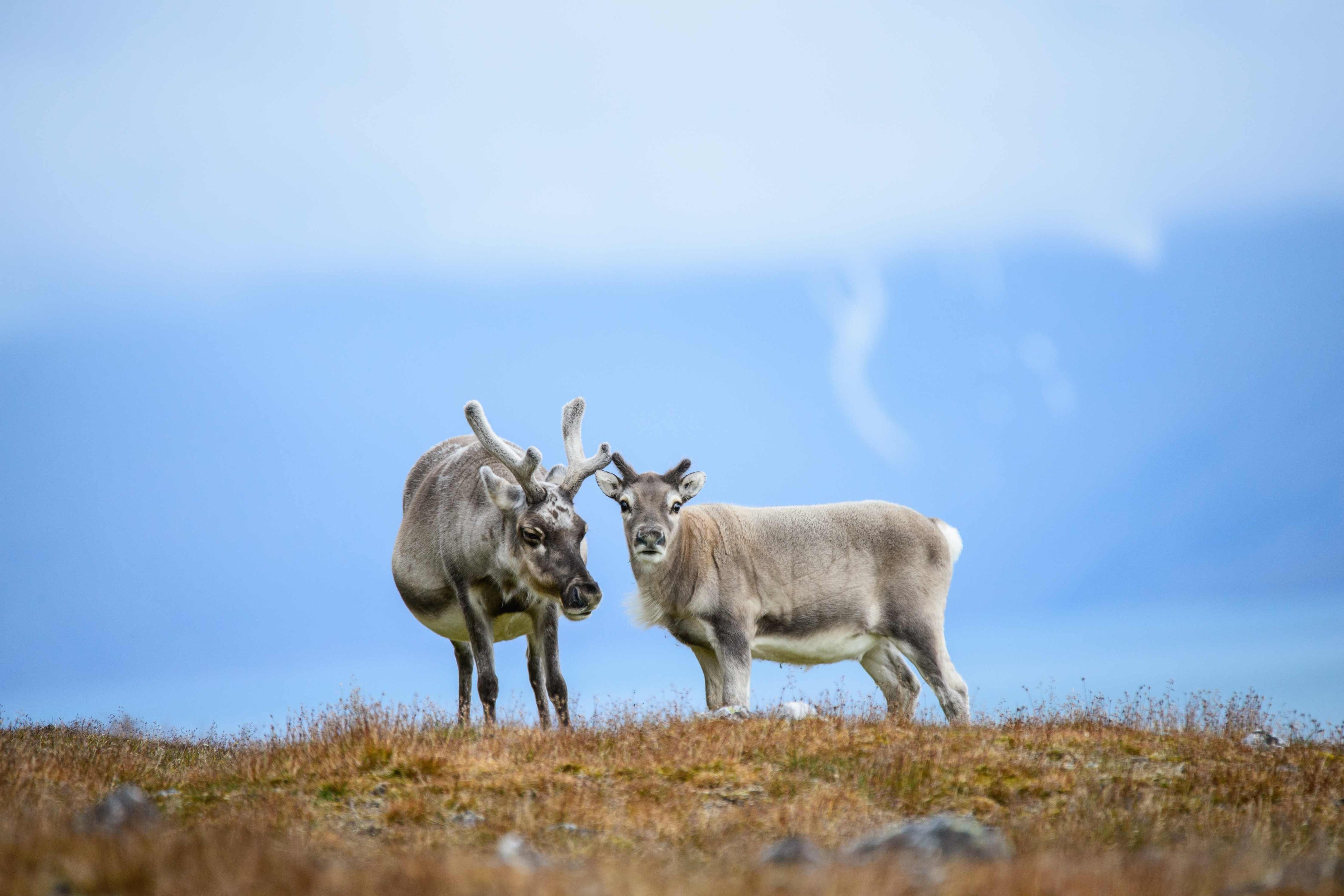 Reindeer duo