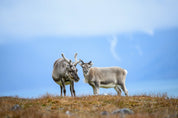 Reindeer duo