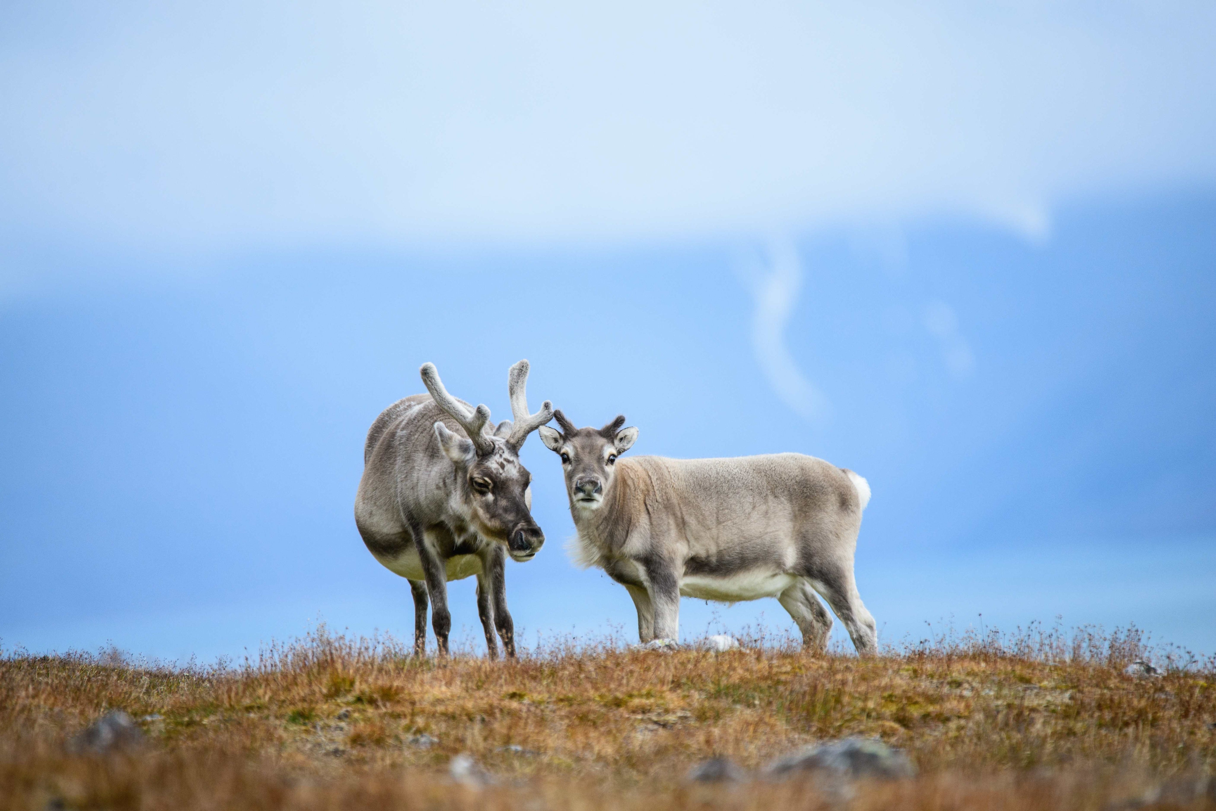 Reindeer duo