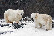 White giants