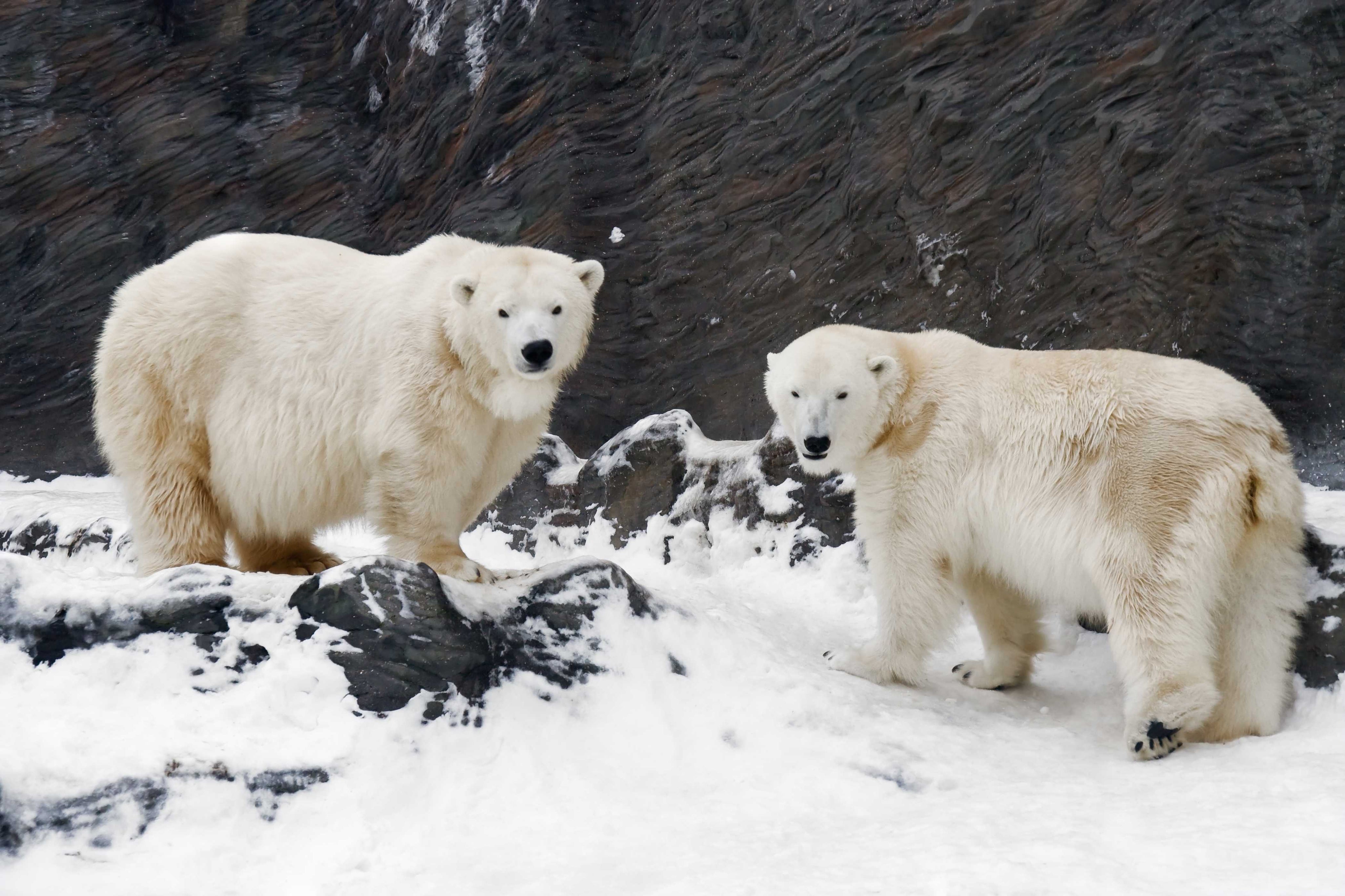 White giants