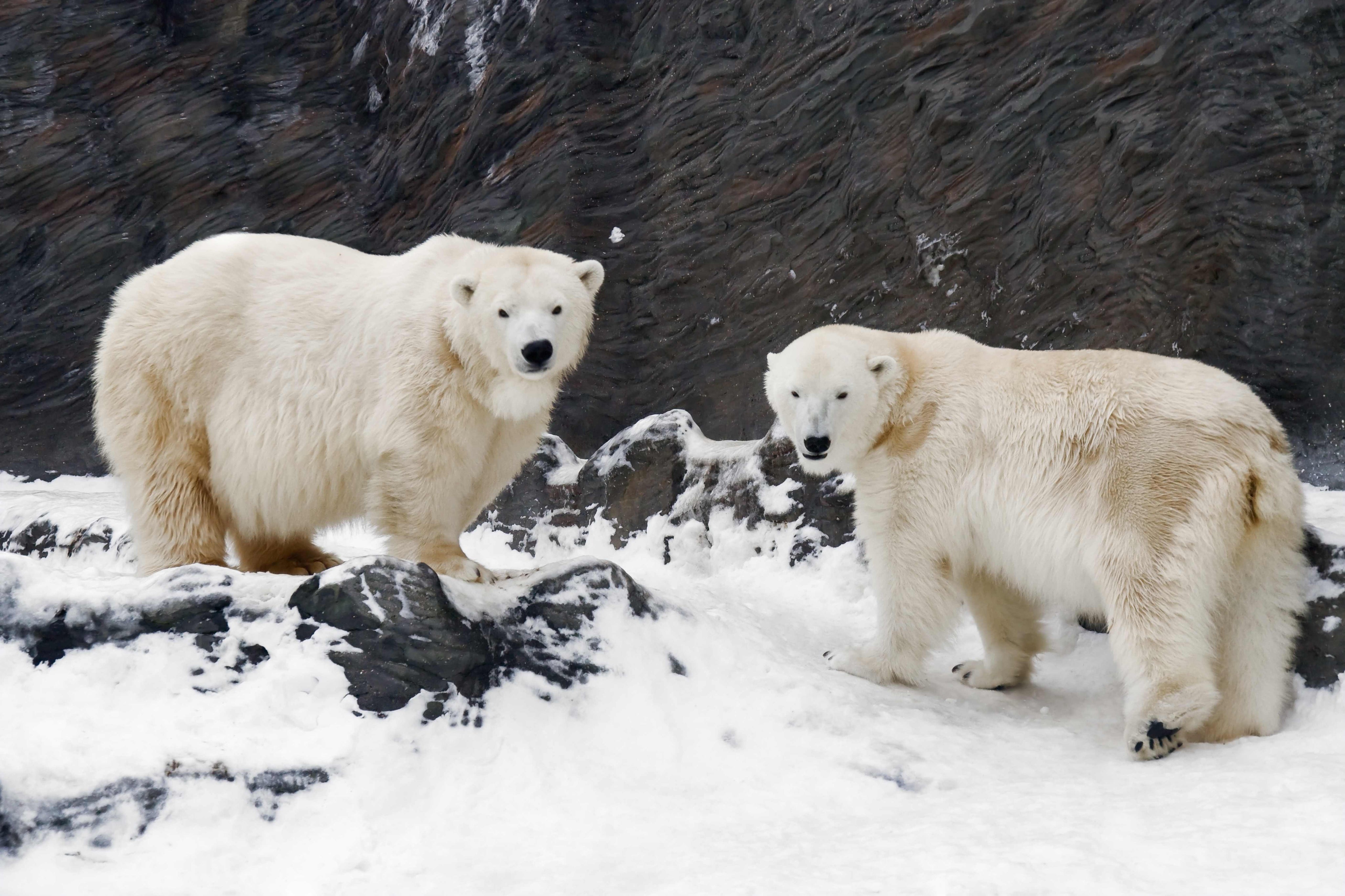 White giants