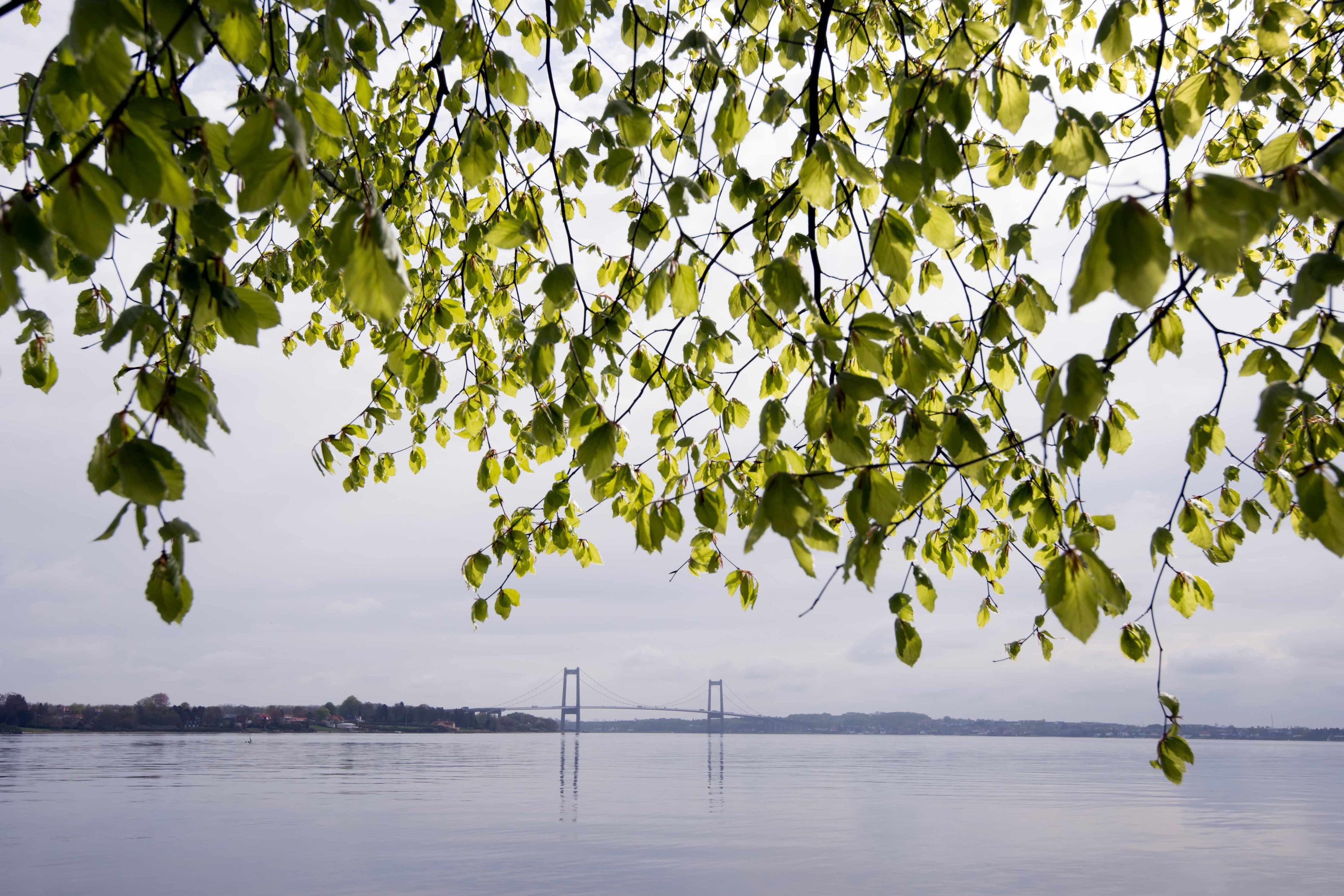 Spring by the bridge