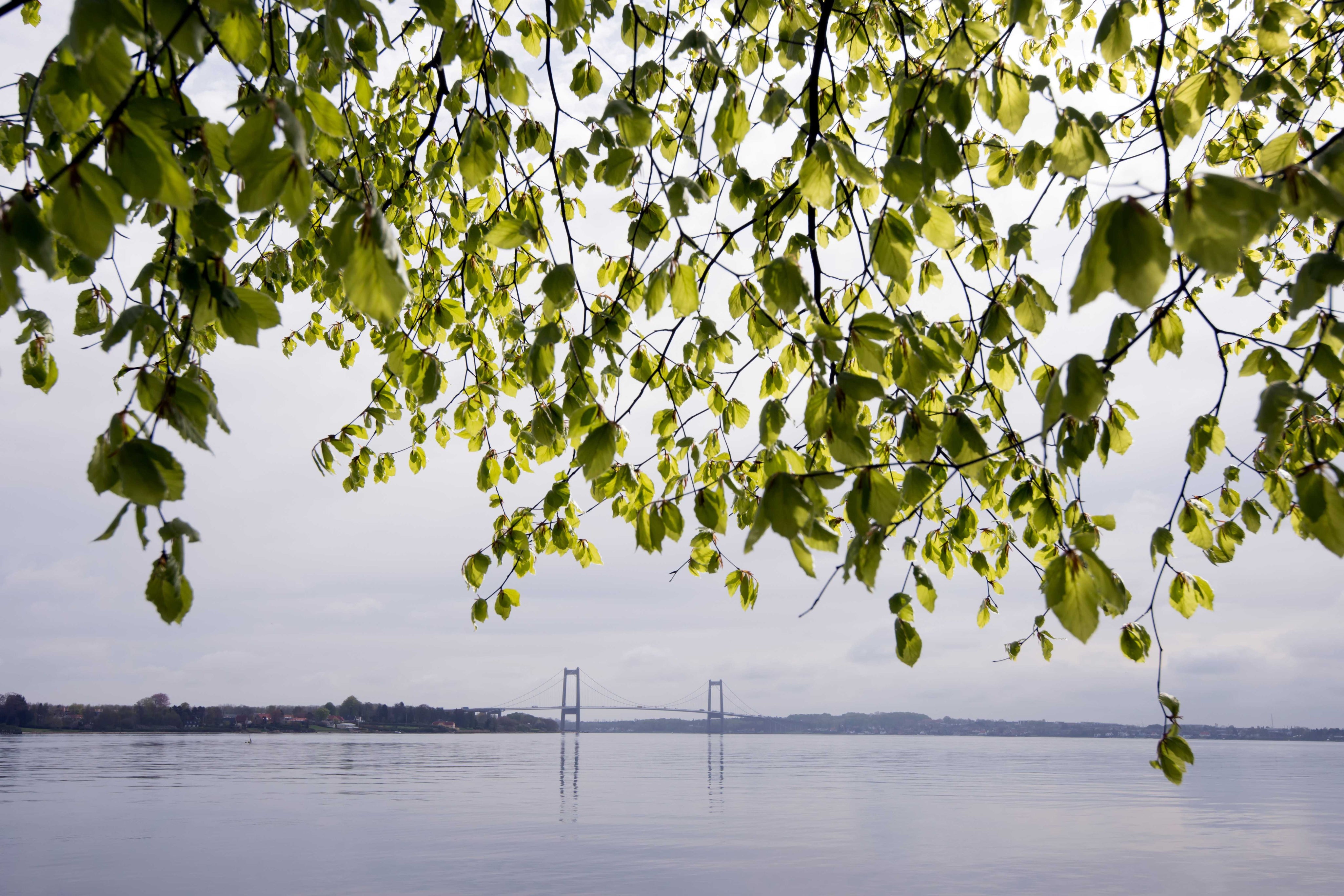 Spring by the bridge
