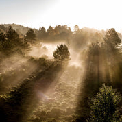 Misty mornings