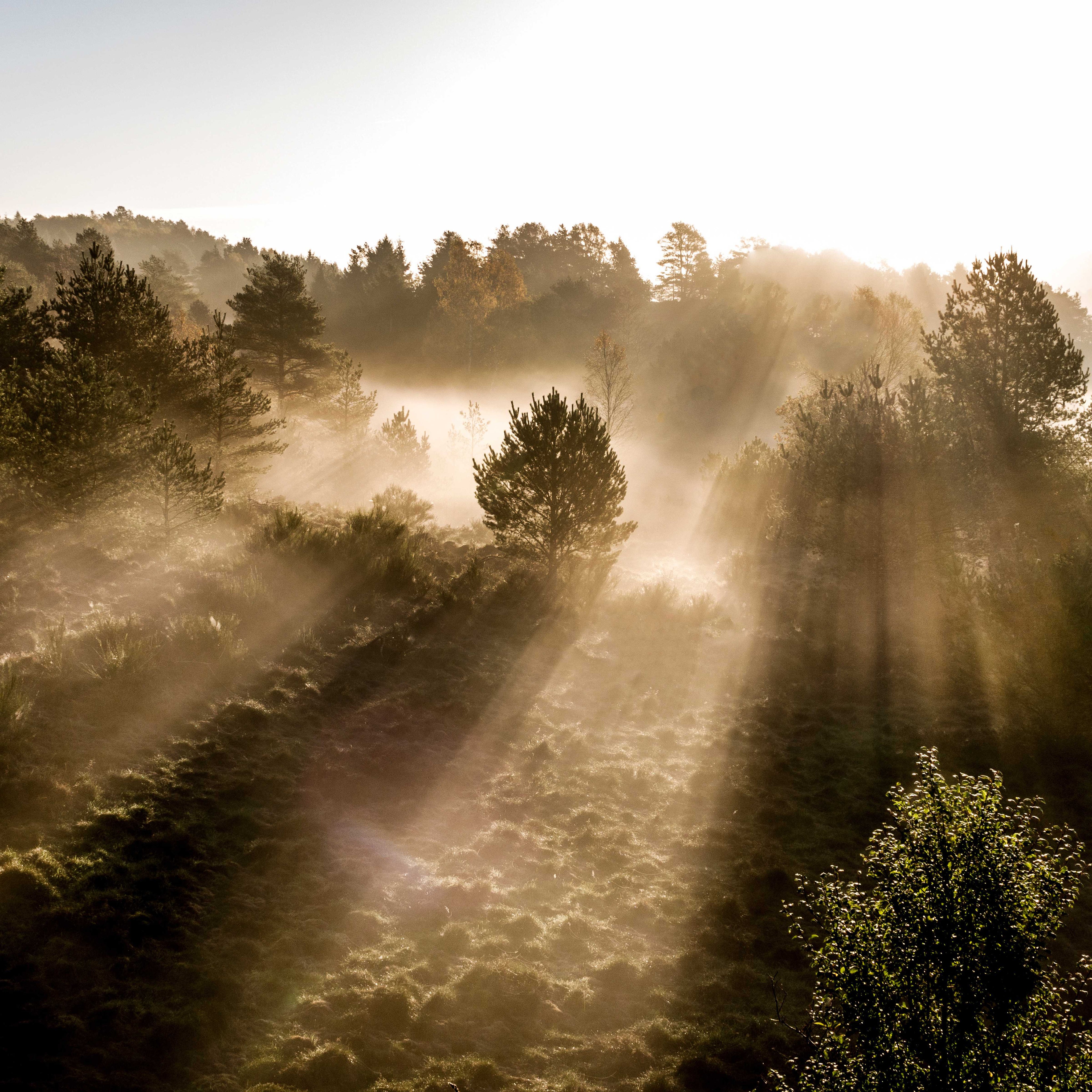 Misty mornings