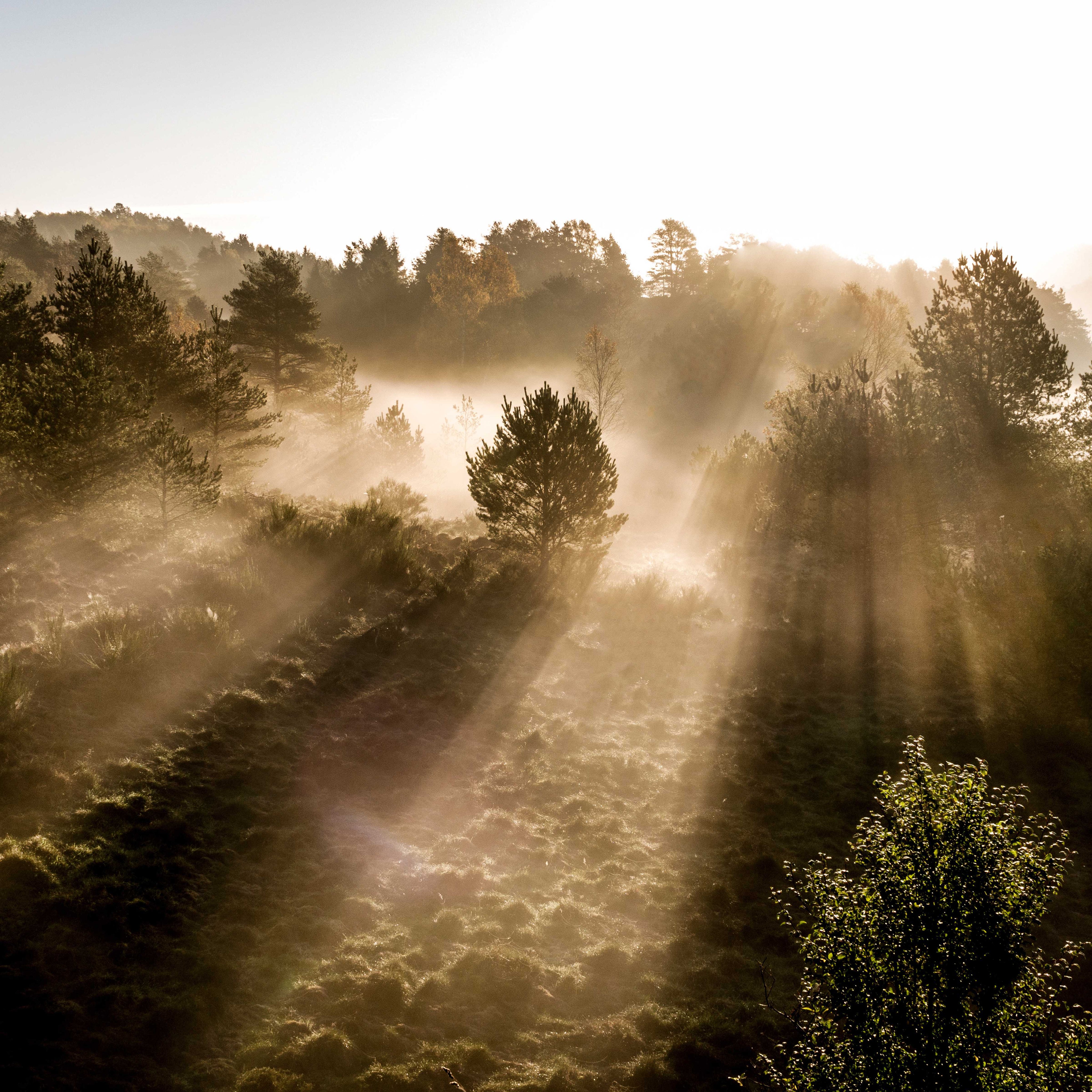 Misty mornings