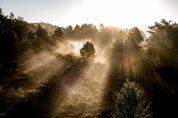Misty mornings