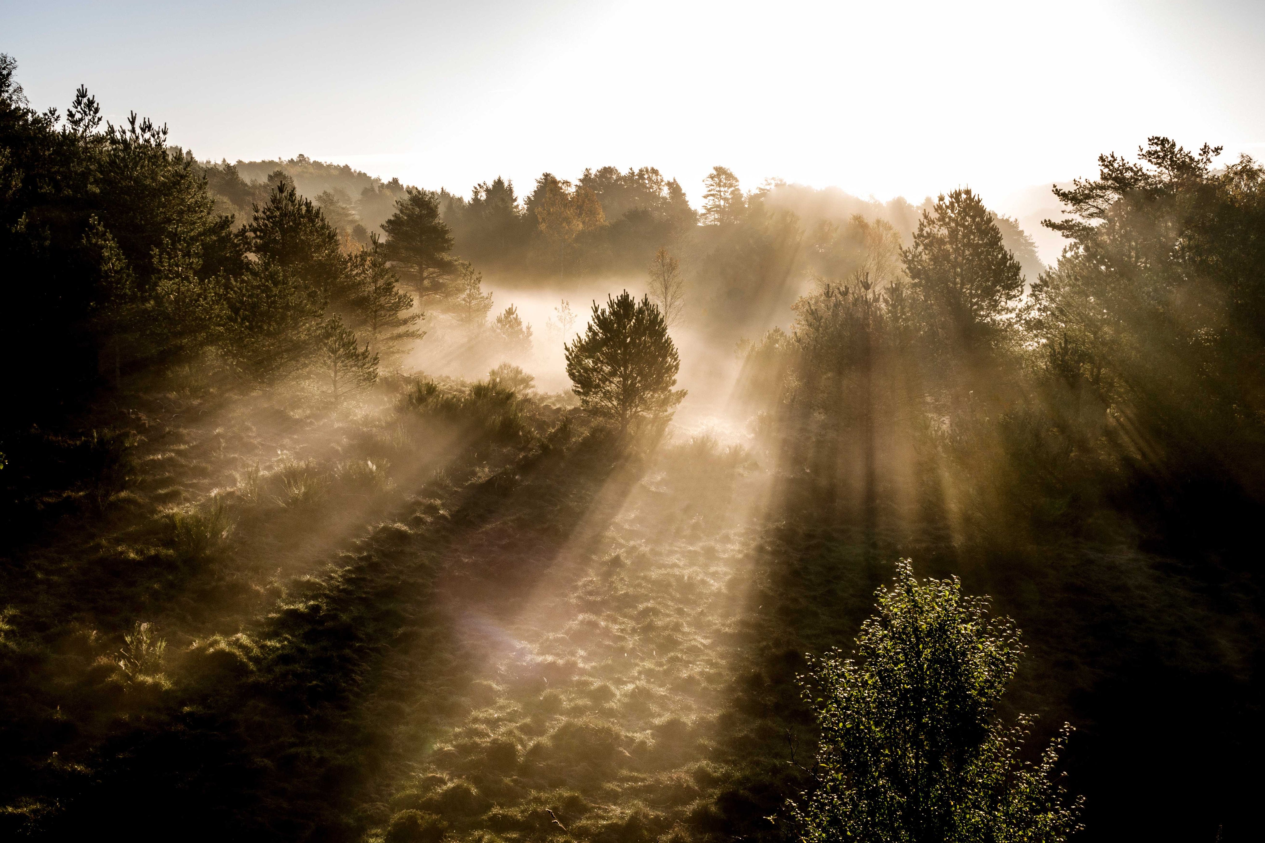 Misty mornings
