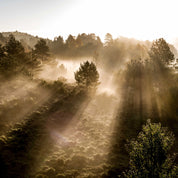 Misty mornings
