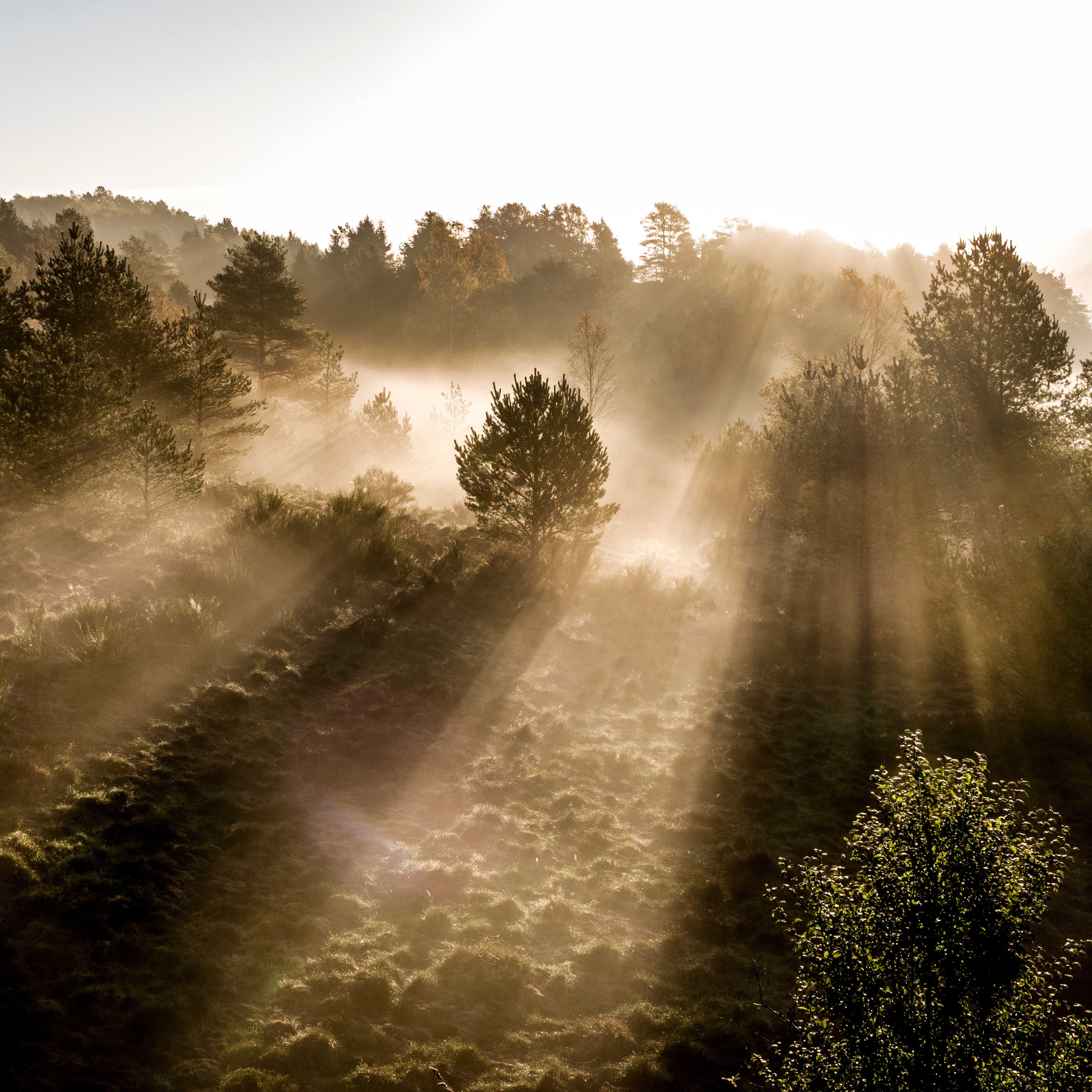 Misty mornings