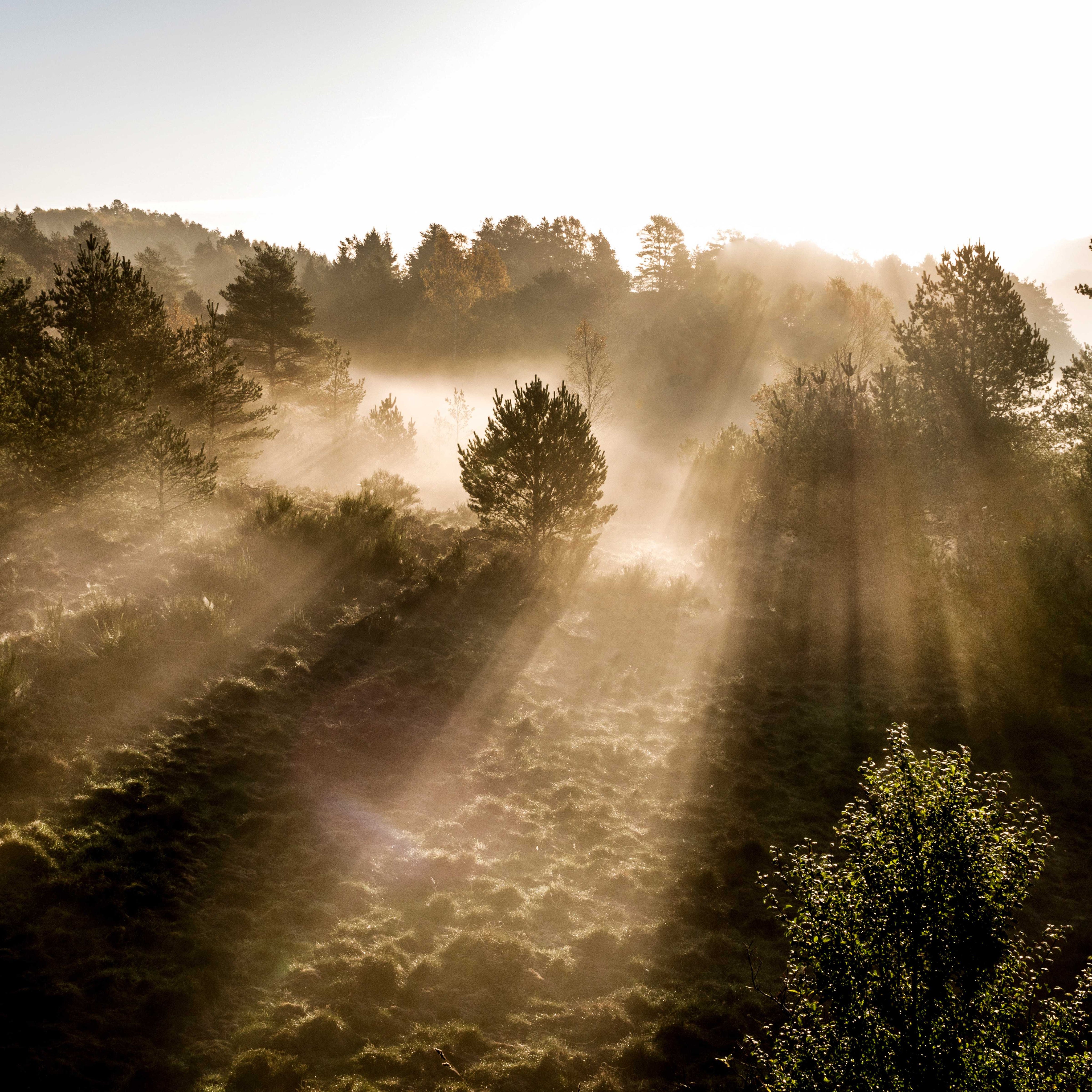 Misty mornings