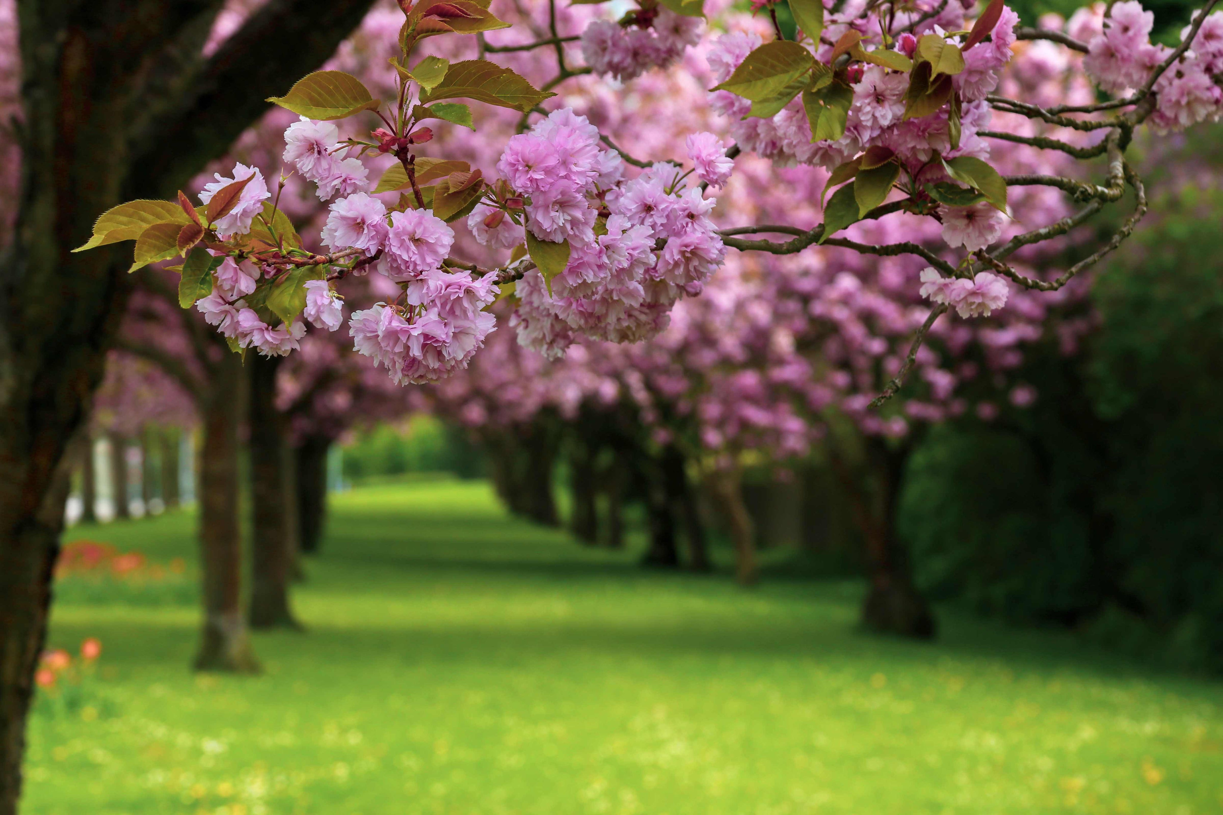 Cherry blossom bliss