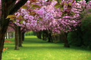 Cherry blossom bliss