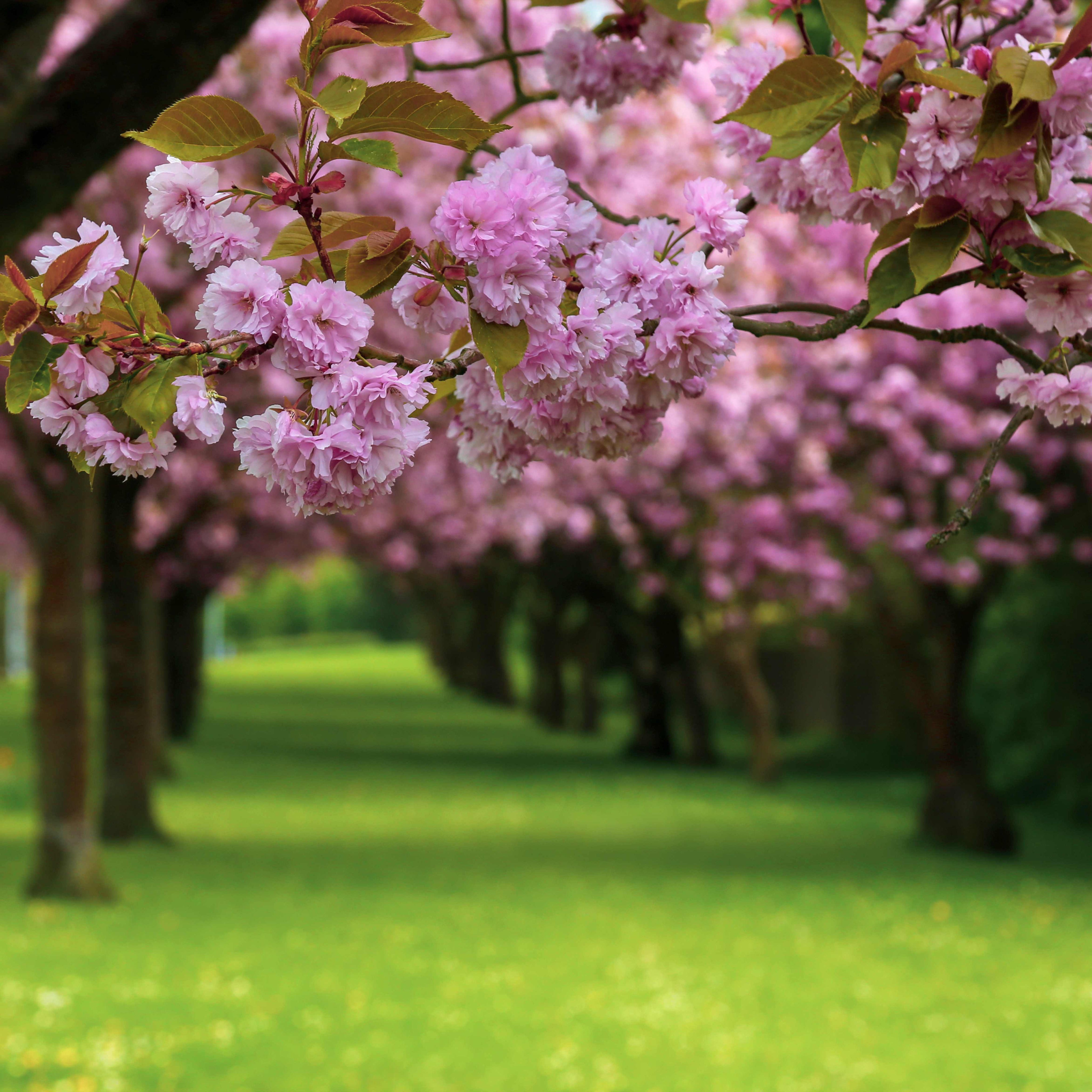 Cherry blossom bliss