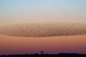 Sparrows in the sky