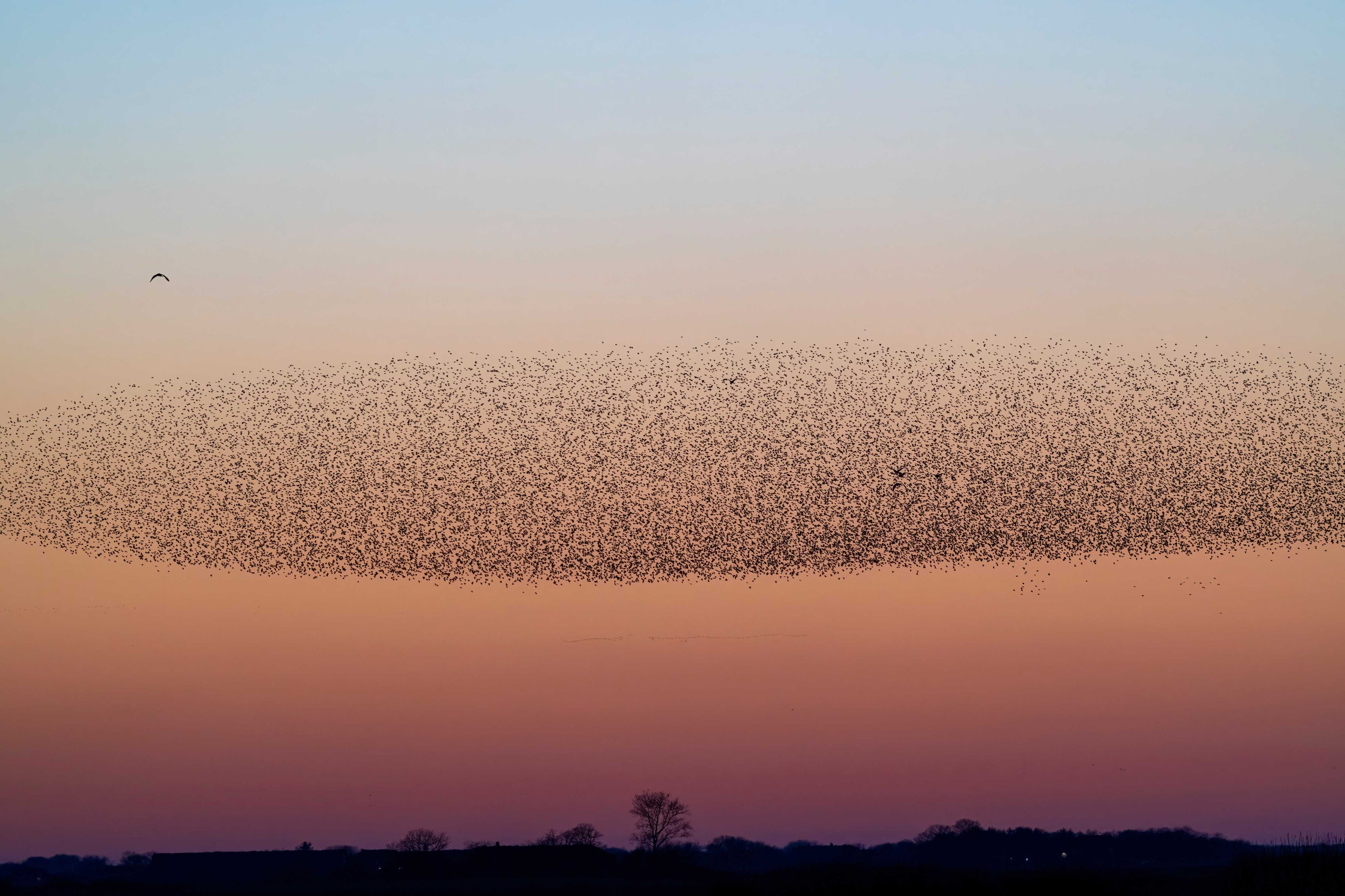 Sparrows in the sky