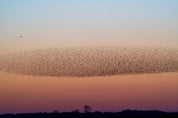 Sparrows in the sky