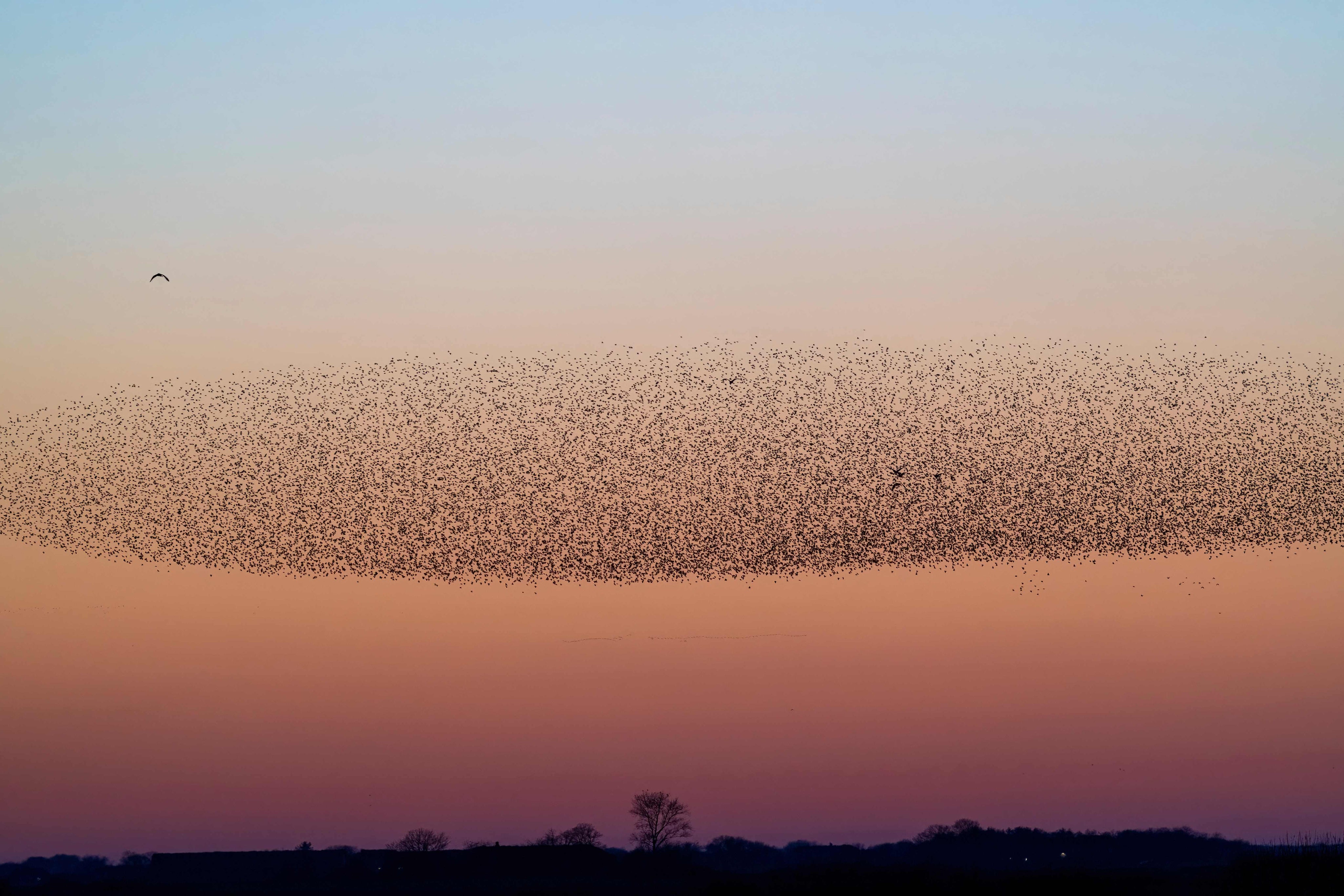 Sparrows in the sky
