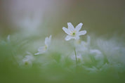 Springtime