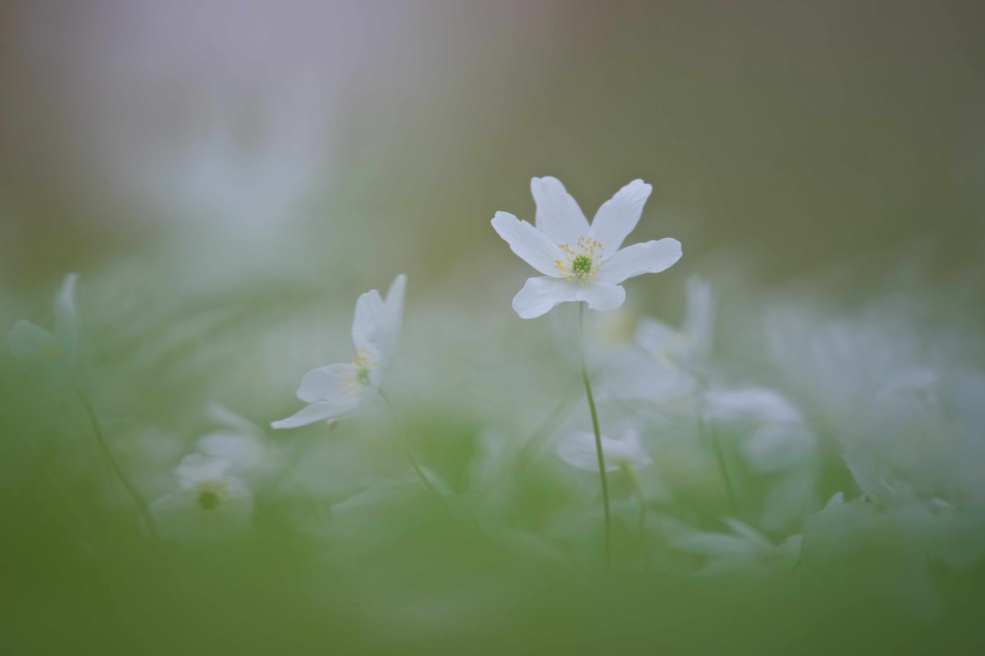 Springtime
