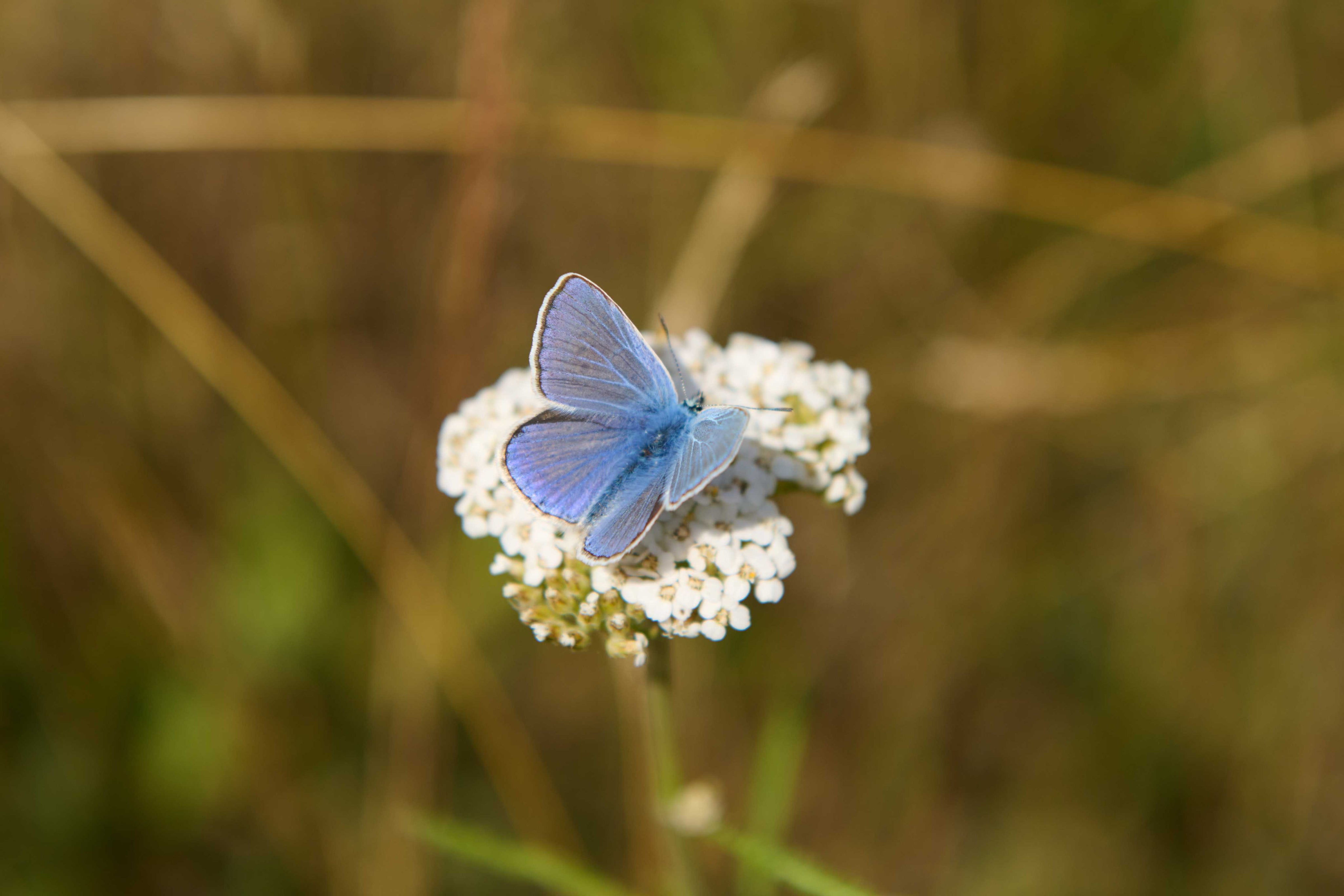 Blue Wings