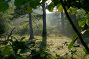 A glimpse of peace