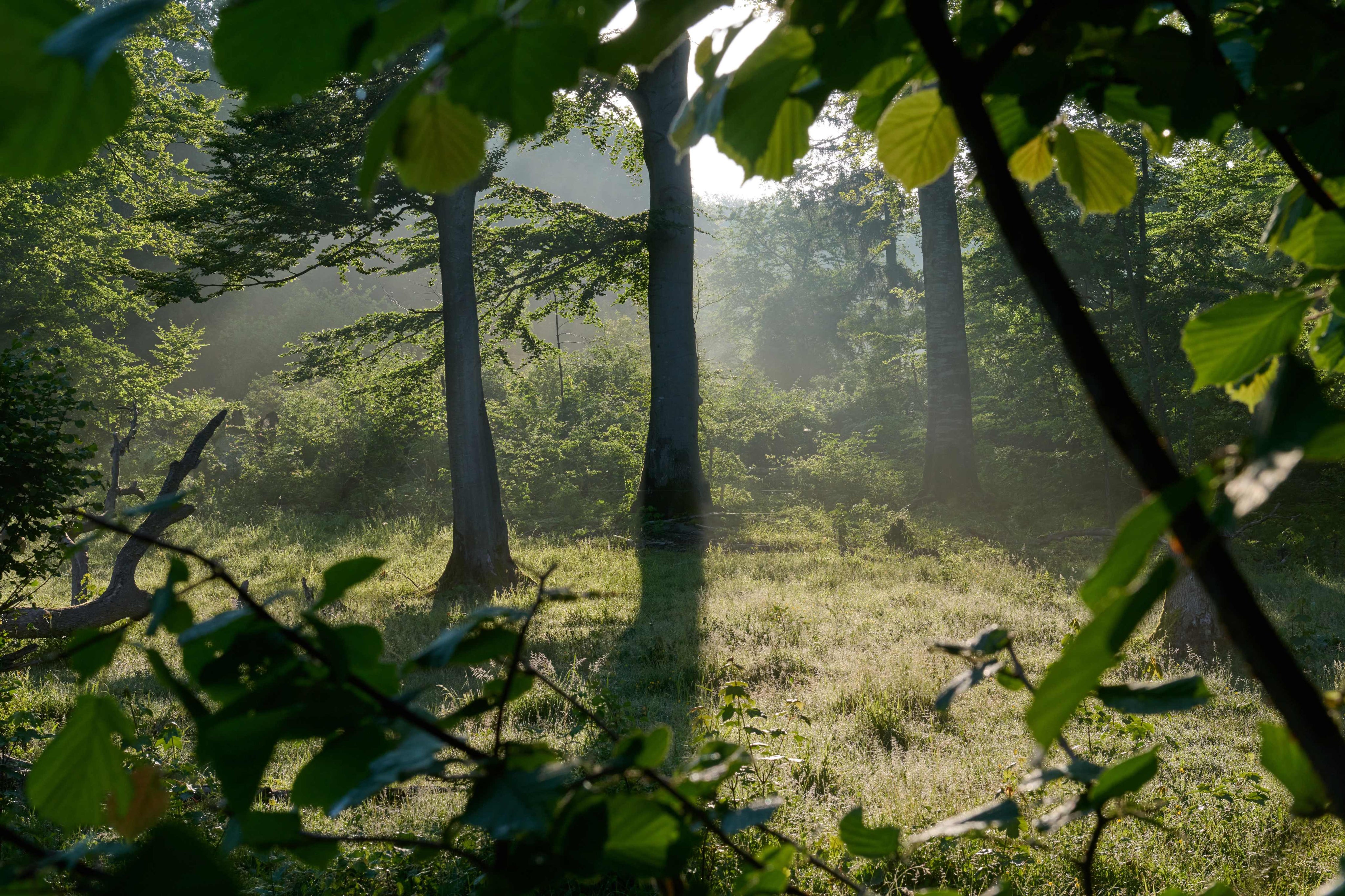 A glimpse of peace