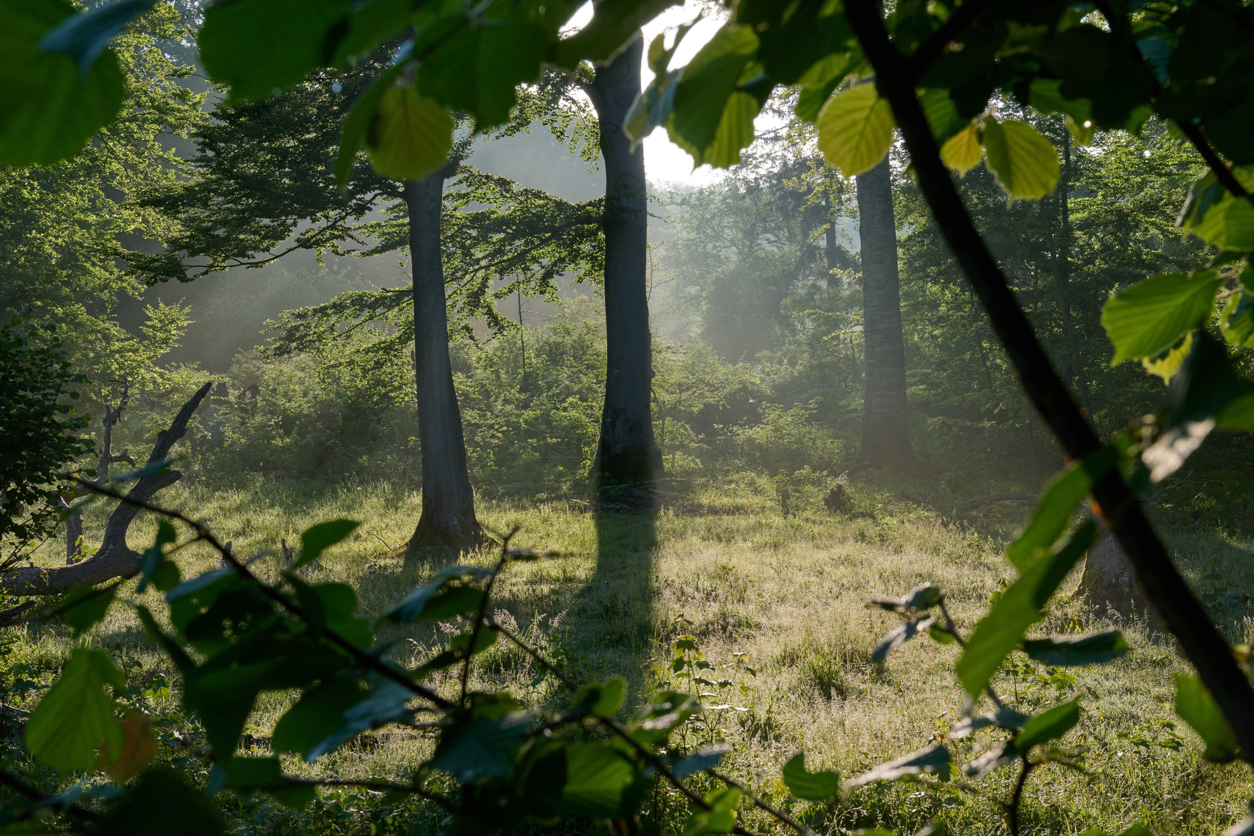 A glimpse of peace