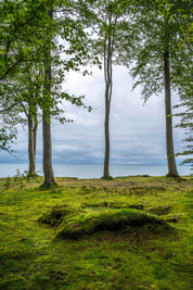 Coastal landscape