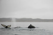 Breath of the ocean's giants