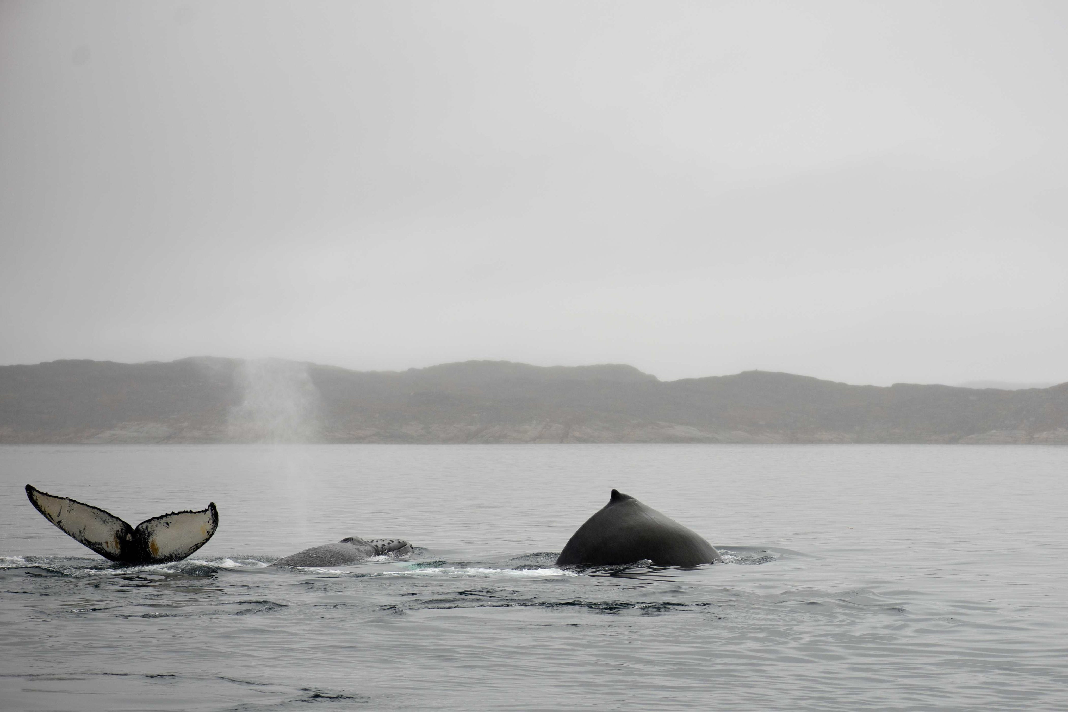 Breath of the ocean's giants