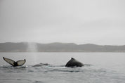 Breath of the ocean's giants