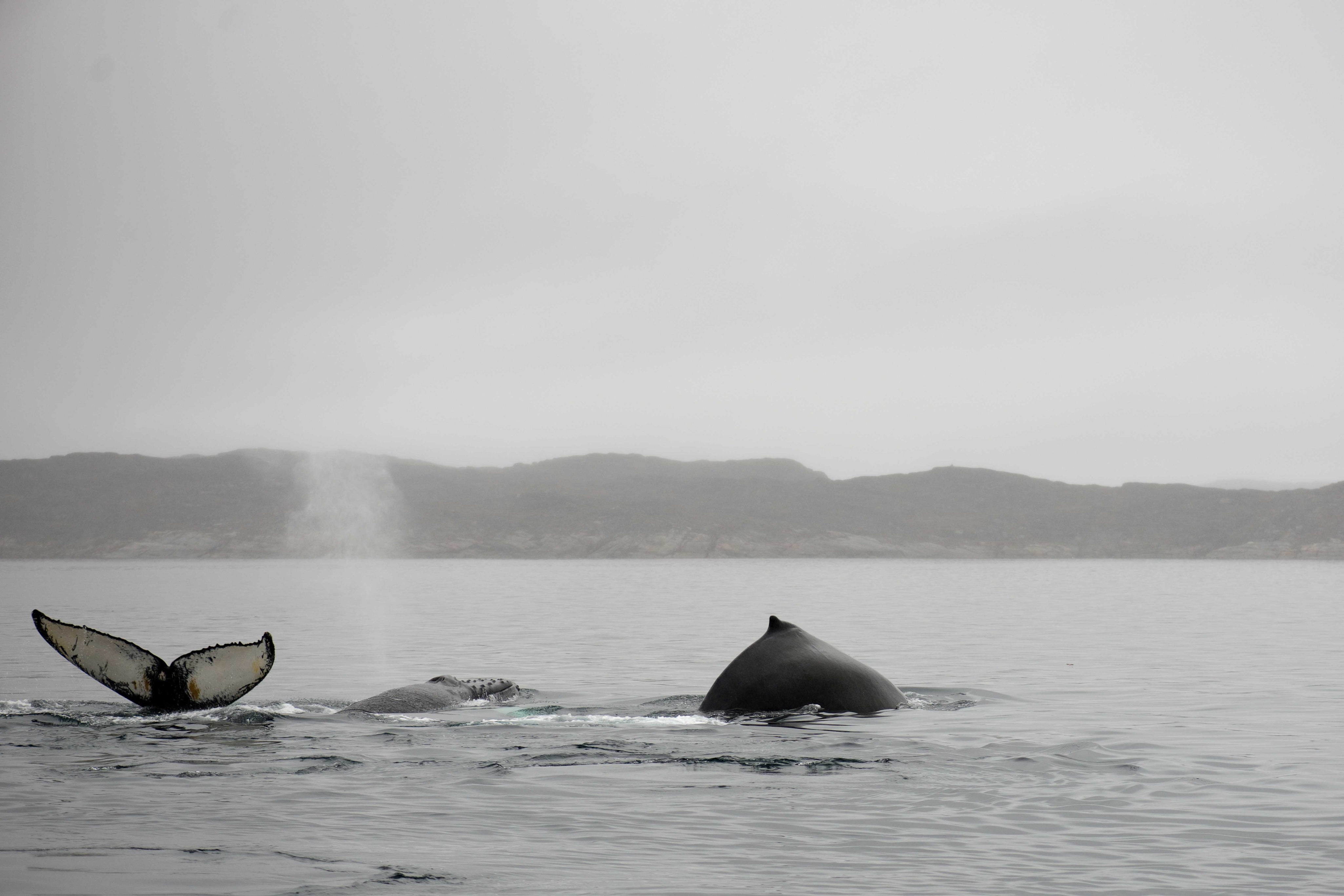 Breath of the ocean's giants