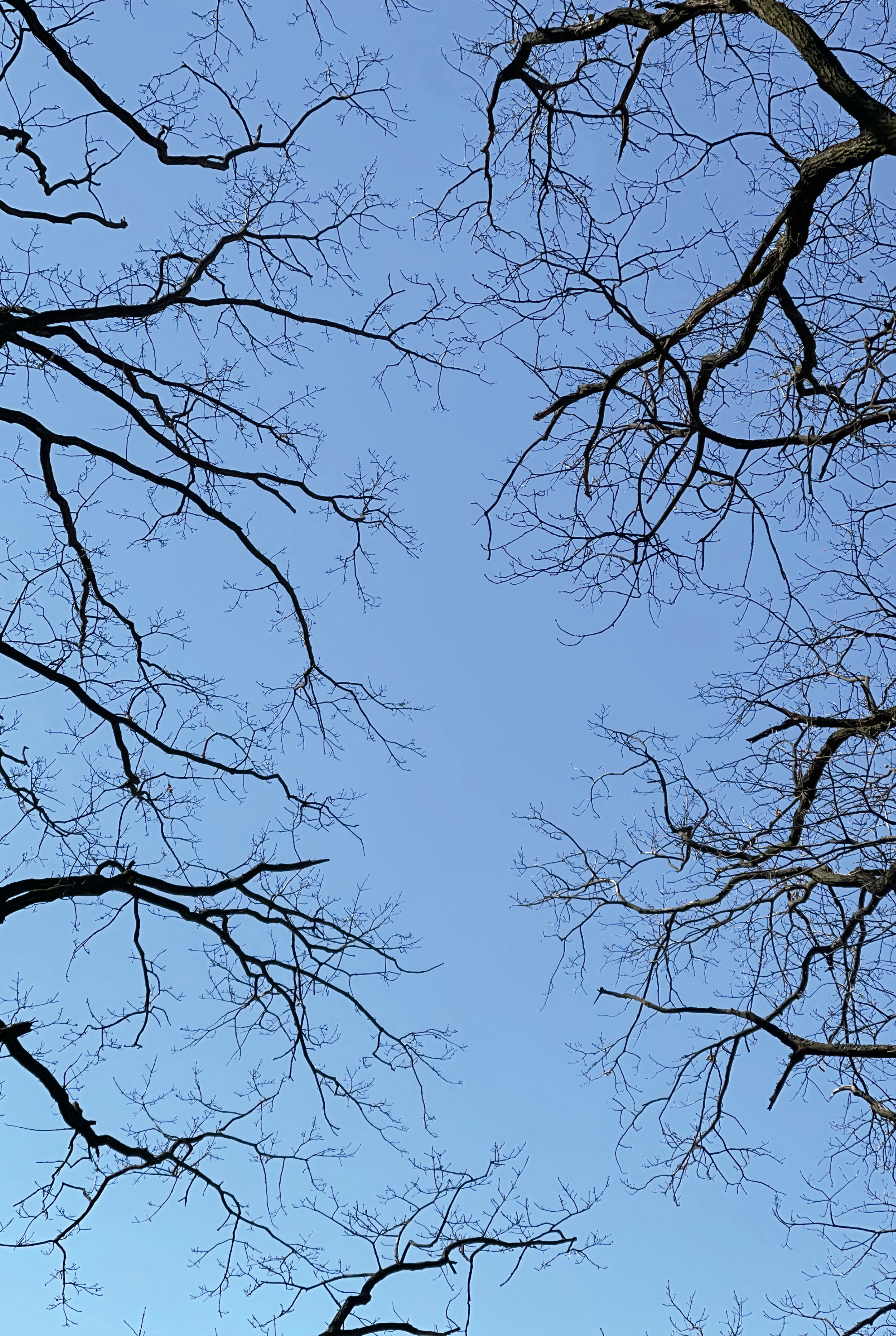 Above branches