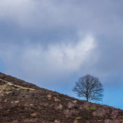Against the sky