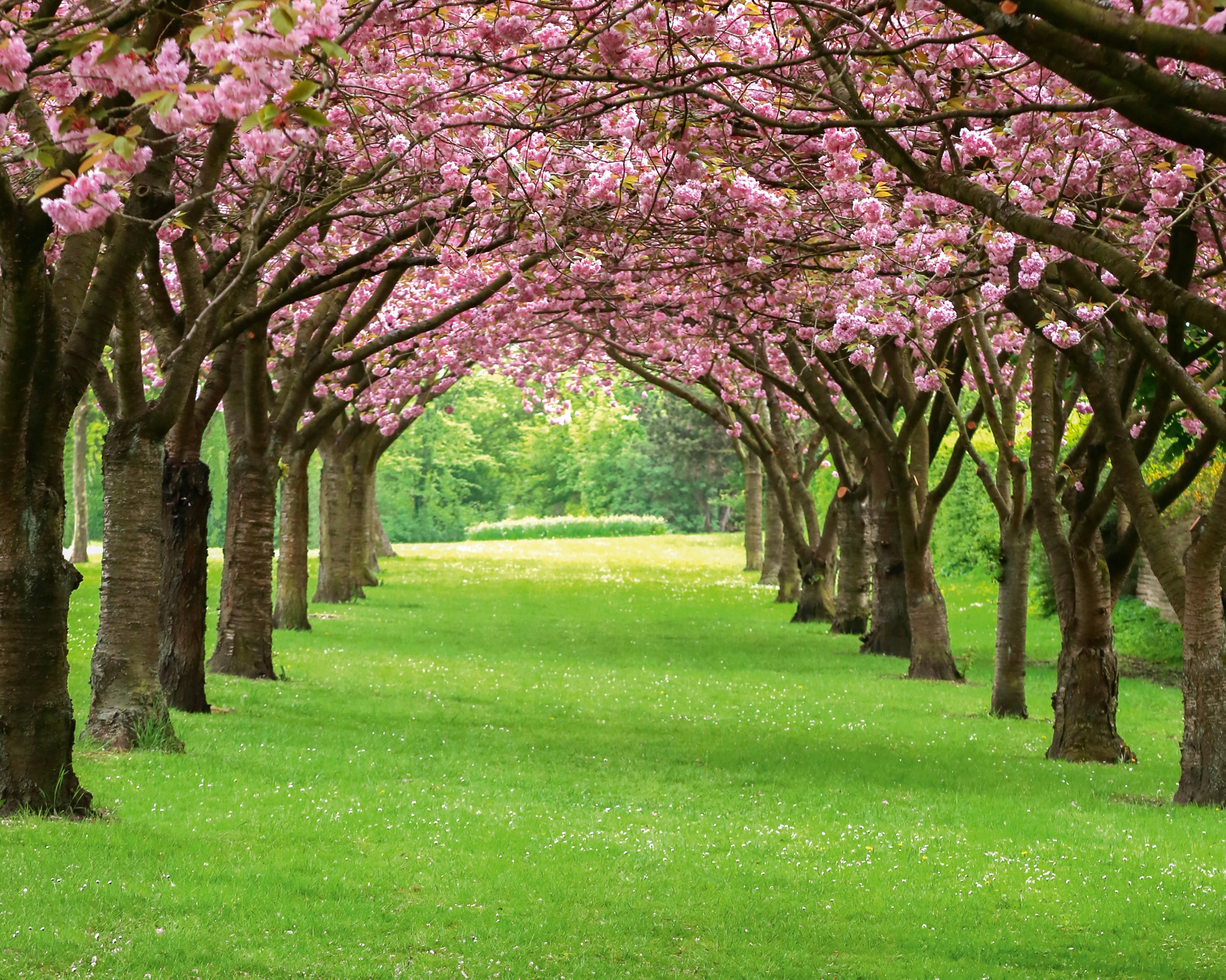 Arborofspring-100x150cm.jpg