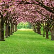 Arbor of spring