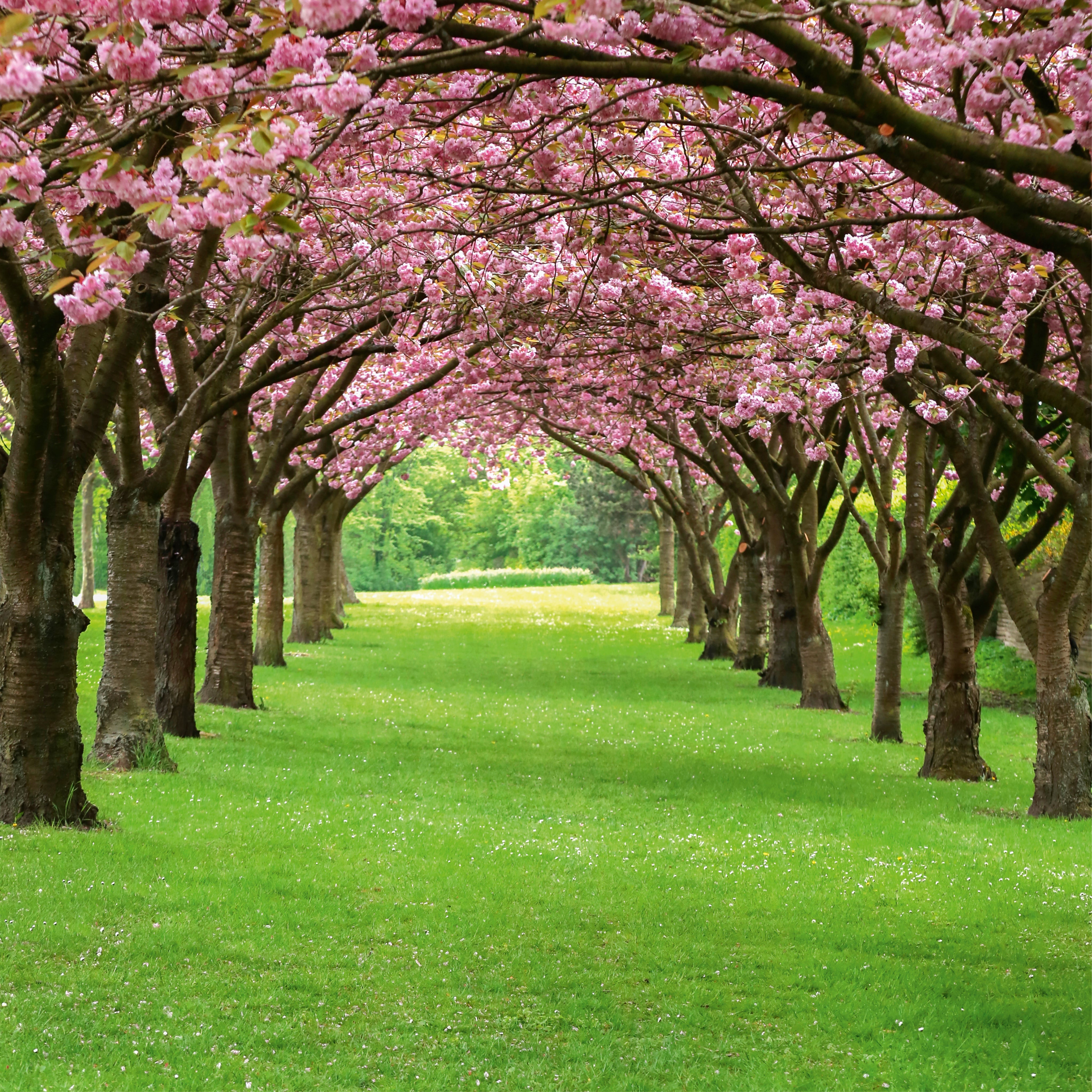 Arbor of spring