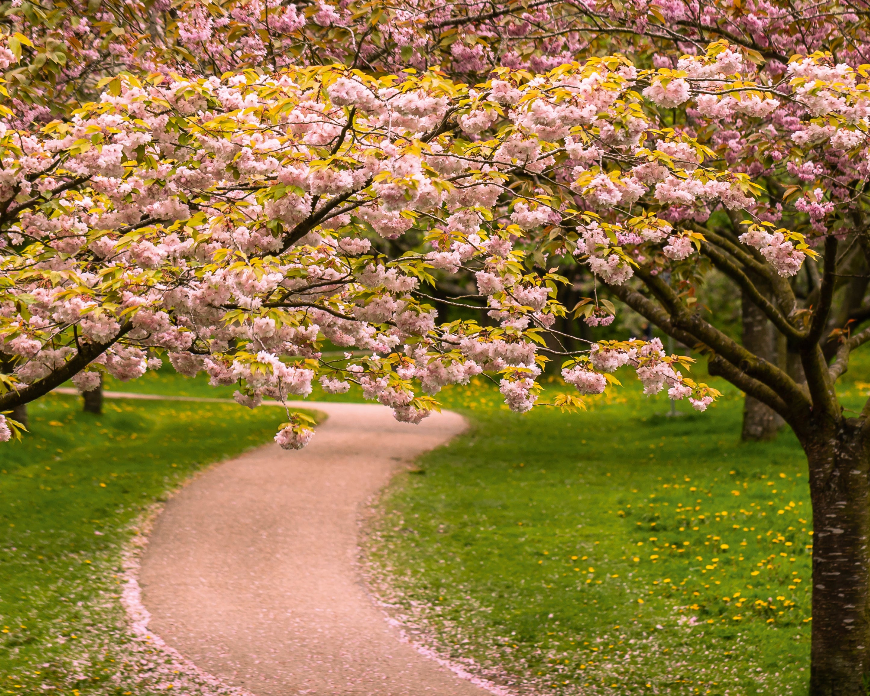 Cherryblossomavenue-100x150cm.jpg