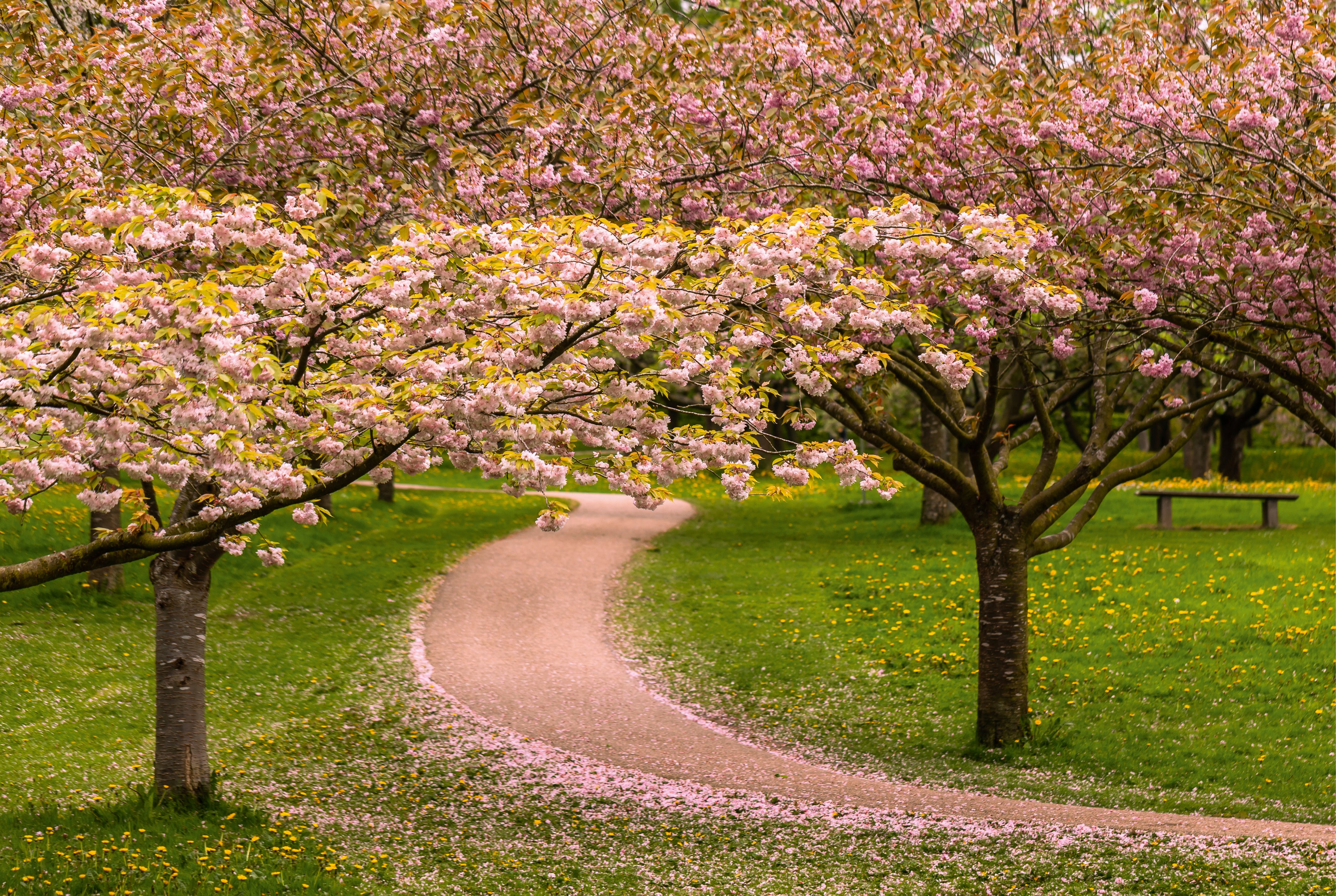 Cherryblossomavenue-150x100cm.jpg