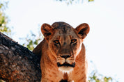 Crowned in stillness