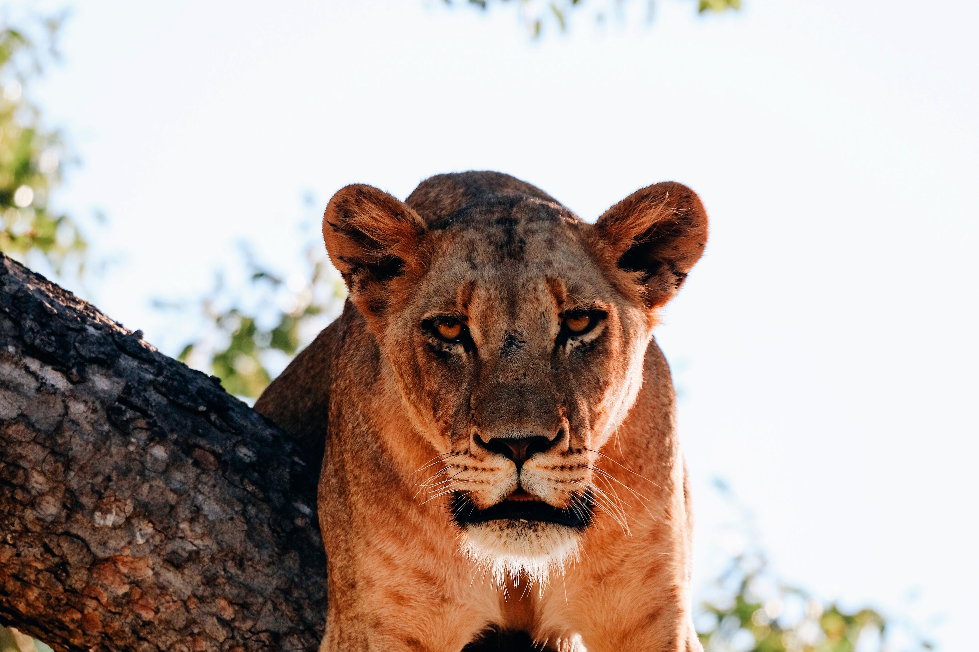Crowned in stillness