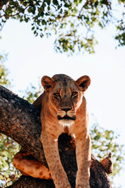 Crowned in stillness