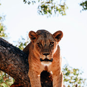 Crowned in stillness