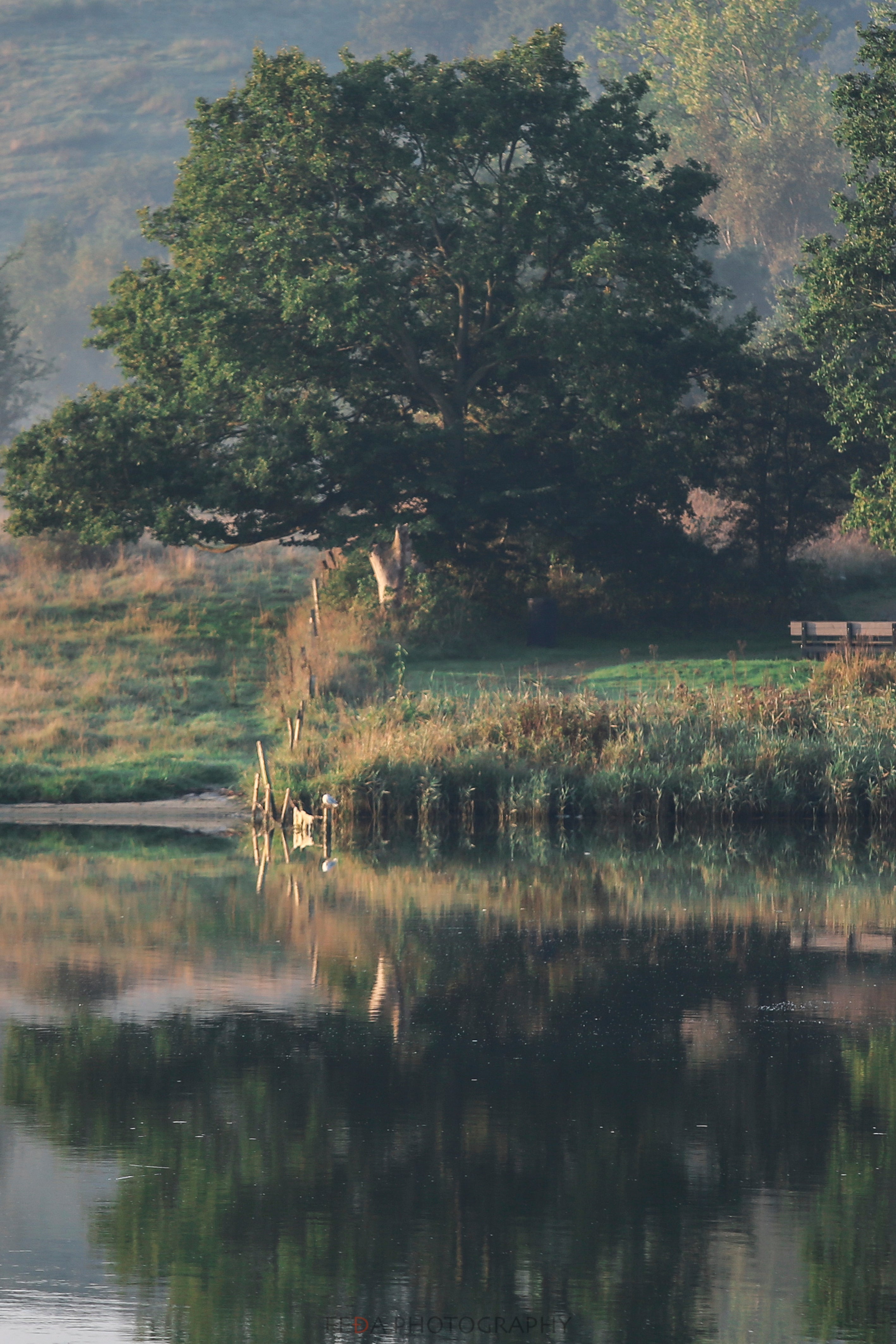 Echoes in the still water